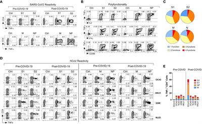 The prospect of universal coronavirus immunity: characterization of reciprocal and non-reciprocal T cell responses against SARS-CoV2 and common human coronaviruses